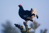 Le Signal de Botrange